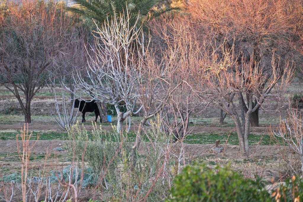 Sawadi Ecolodge Skoura Bagian luar foto